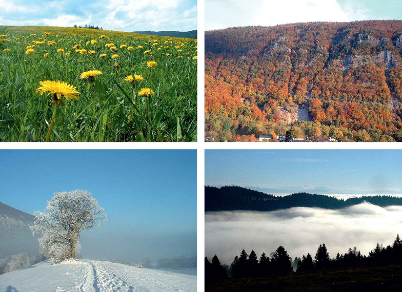 four pictures showing the four seasons: spring (yellow flowers on grass), summer (forest on a hill), fall (foggy valley) and winter (snow on a hilly landscape with a tree on the foreground)