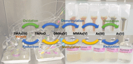 Organic and inorganic arsenic species