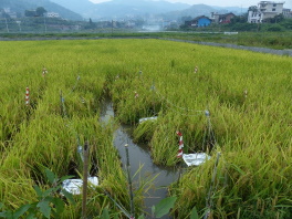 Research setup in a rice paddy field