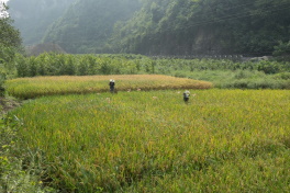 Two people in a rice paddy field