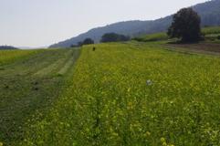 Spectral characteristics of the soil