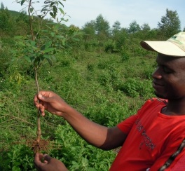 Forest Management South Africa