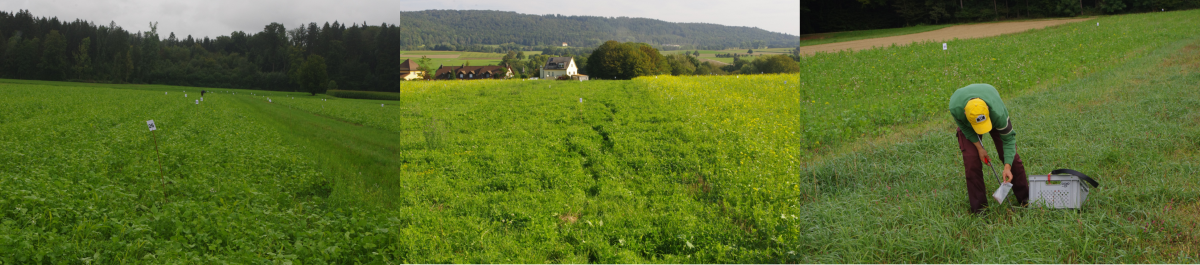 Fieldwork Switzerland