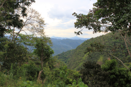 coffee bolivia