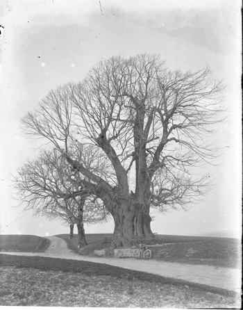 Glasdia der «Linner Linde» auf dem Bözberg