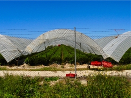 Beerenindustrie Huelva