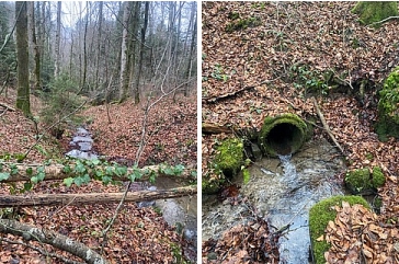 Fotos Bremgartenwald